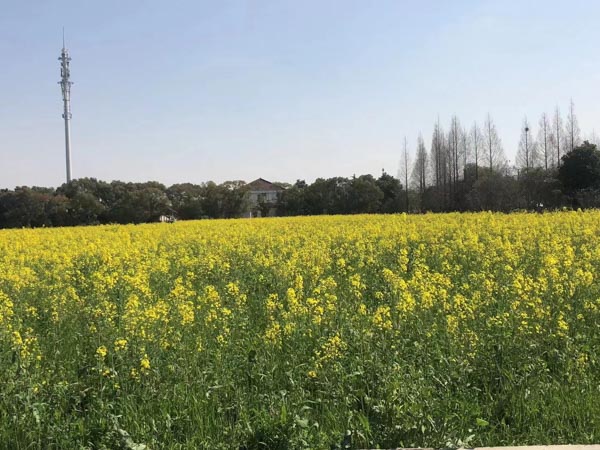 上海合同法律师为您解答解除合同的情形